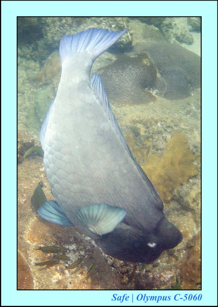 2006 - 07 - Kapas - Plongee N1 - 04